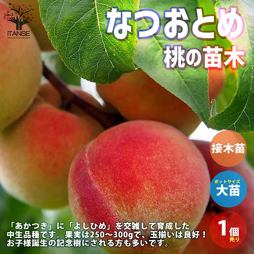 桃の苗木登録品種「なつおとめ」2年生＆甘柿品種輝太郎２年生セット販売品！ Amazon.co.jp: 桃の苗 なつおとめ【品種で選べる果樹苗木 15cmポット 1